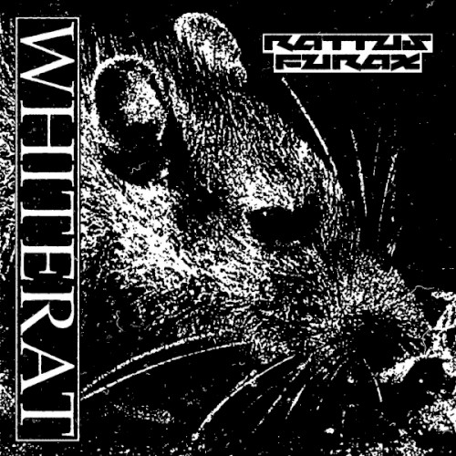 Rattus Furax