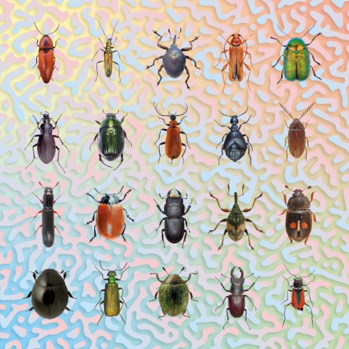 Beetles