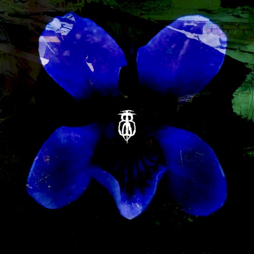 A Timid Violet in a Broken House (My Eyes Have Disappeared)