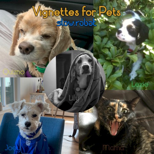 Vignettes for Pets