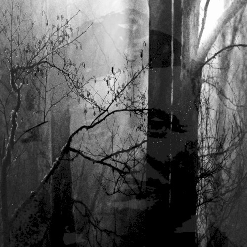 Life in the Woods