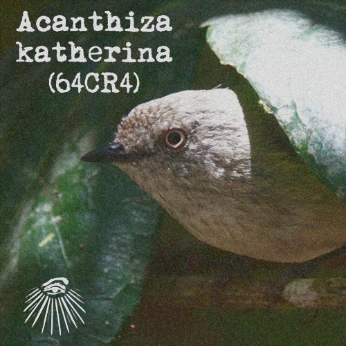 Acanthiza katherina