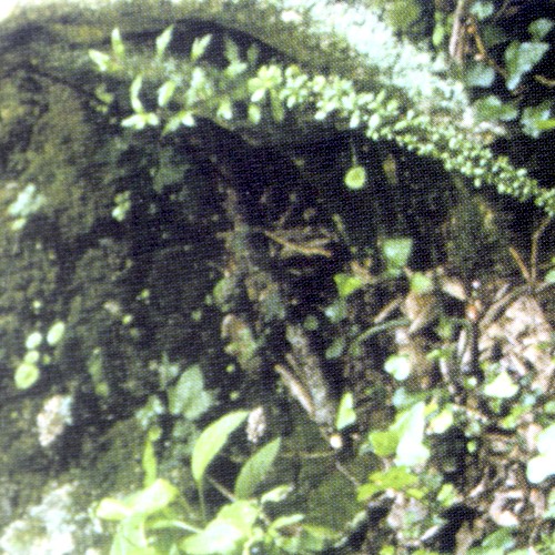 Selva Primaria