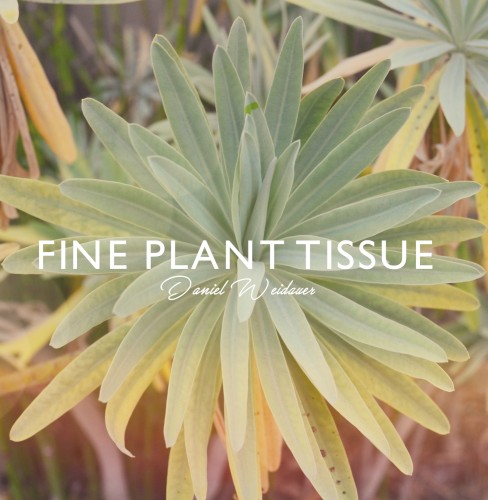 Fine Plant Tissue