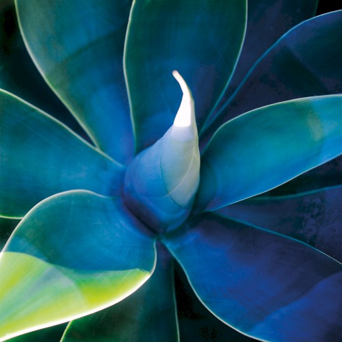 Fejká &ndash; Azur