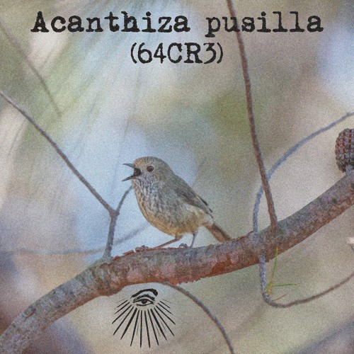 Acanthiza pusilla