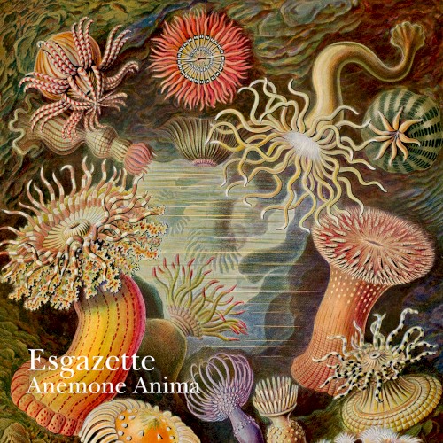 Anemone Anima