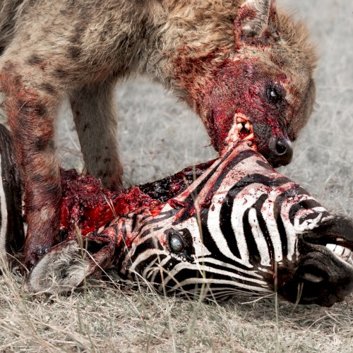 Predation Perfected
