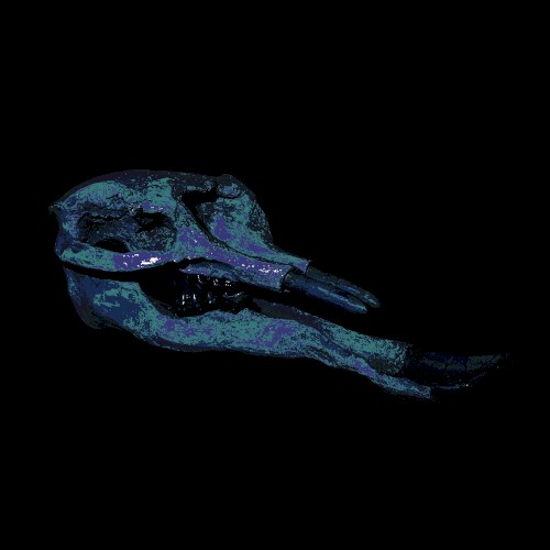 Platybelodon