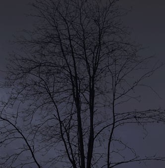 Trees