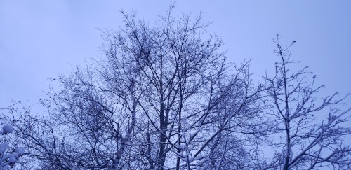 Everpresent
