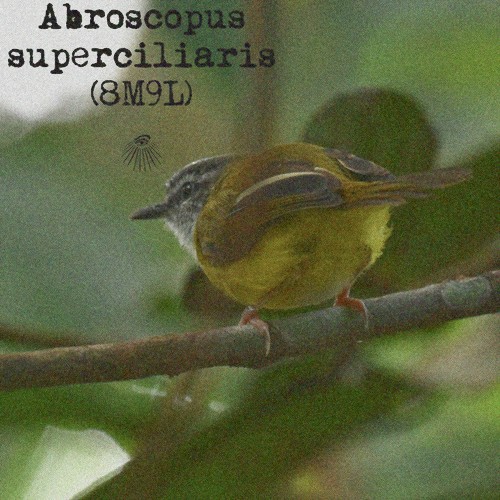 Abroscopus superciliaris
