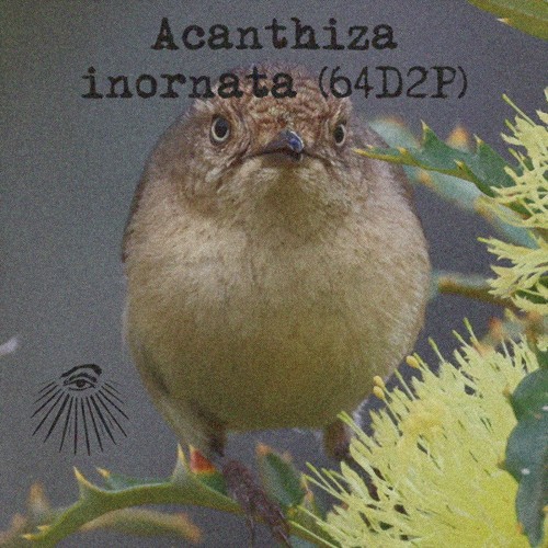 Acanthiza inornata