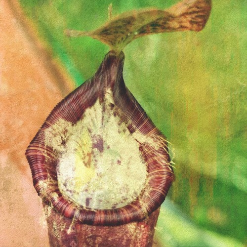 Nepenthes peltata