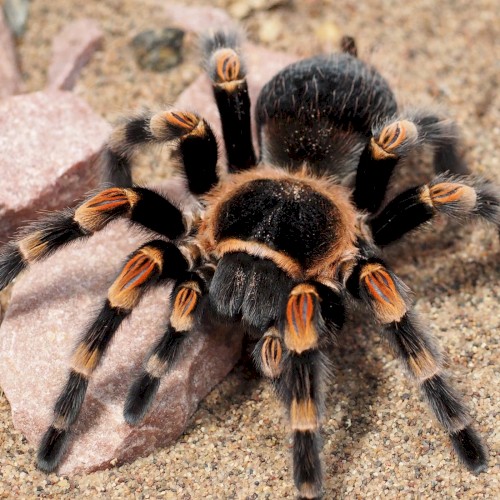 🕷️