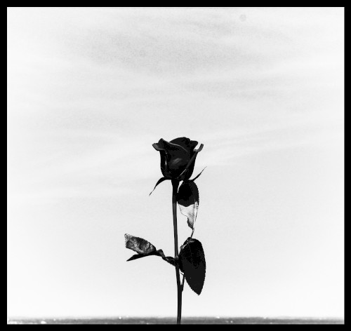 Sub Rosa