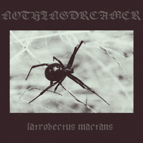 latrodectus mactans