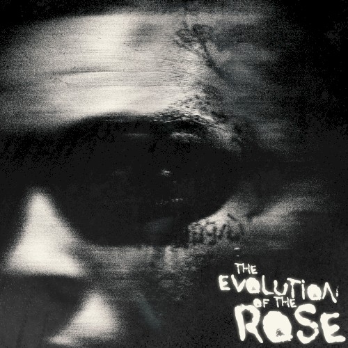 The Evolution of the Rose
