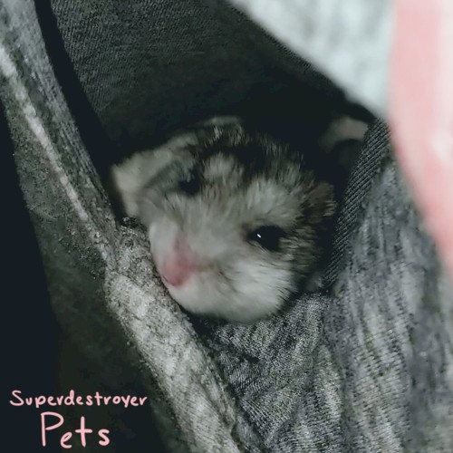 Pets
