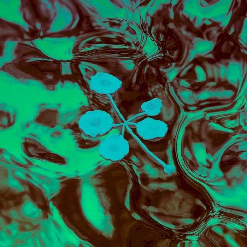 An Ever-Growing Meridional Entertainment Transgression at the Edge of the Multiverse