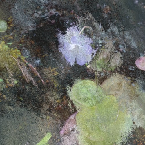 Pinguicula conzattii