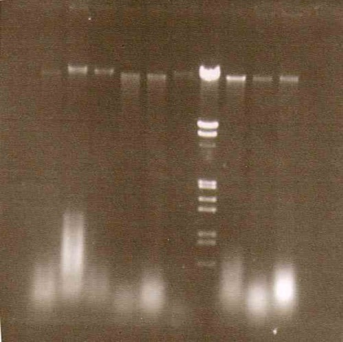 Synthetic Hybridization