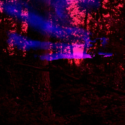 Holy Forest
