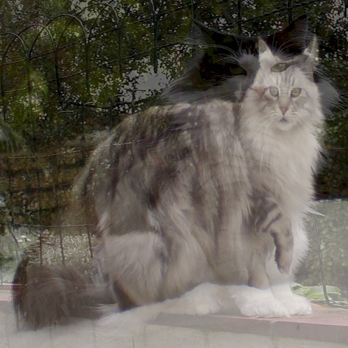 Norwegian Forest Cat / Maine Coon