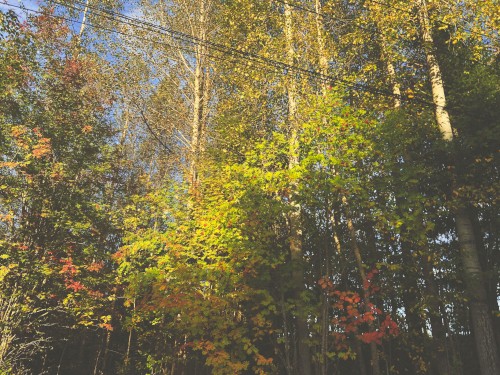 autumn’s sleeping days