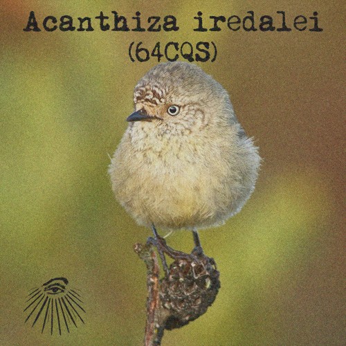 Acanthiza iredalei