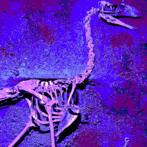Phorusrhacidae