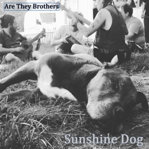 Sunshine Dog