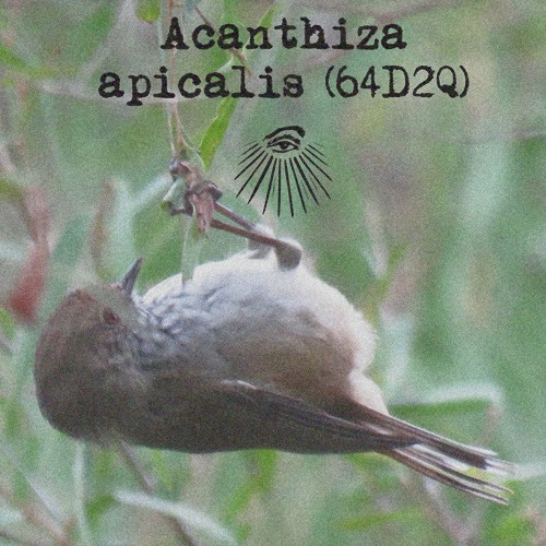 Acanthiza apicalis