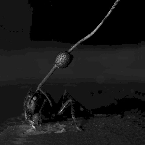 noneofyouwillprobablylistentothis