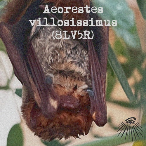 Aeorestes villosissimus