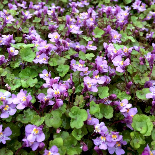 Ivy‐Leaved