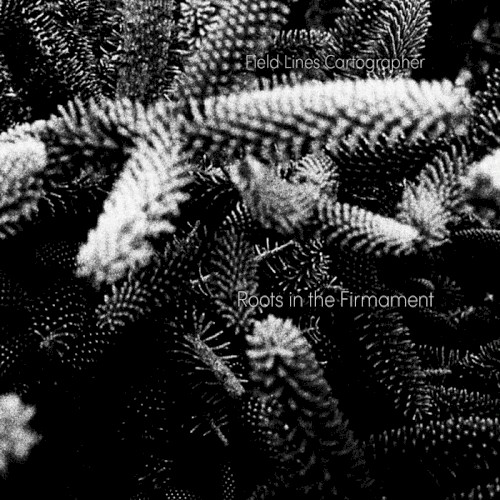 Roots in the Firmament