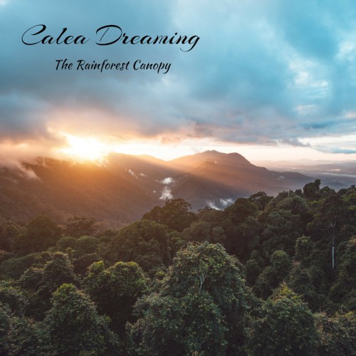 The Rainforest Canopy