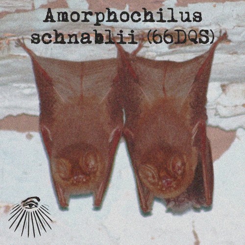 Amorphochilus schnablii