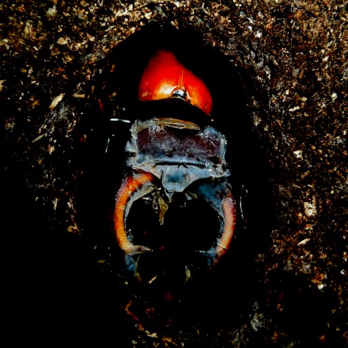 The Plight of Lucanus Cervus