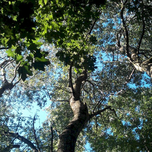 Cybernetic Forest, Act 1