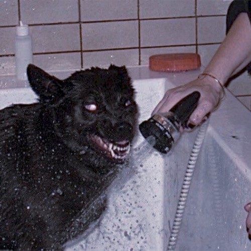 i'm not a violent dog, i don't know why i bite