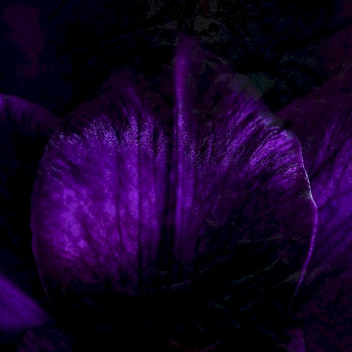 NIGHTBLOOM