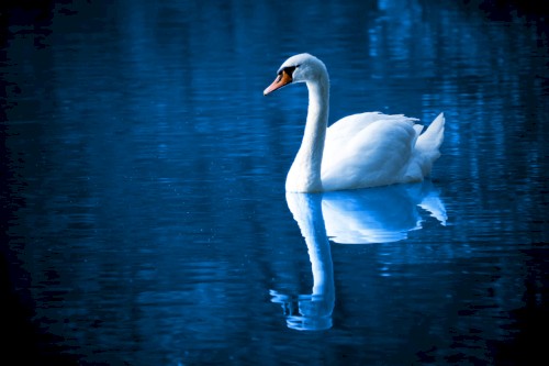 Swan Song