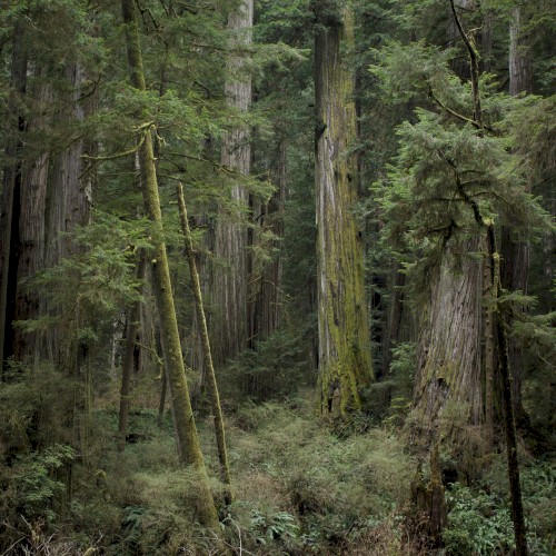 Echoes of the Wood: Branch VI