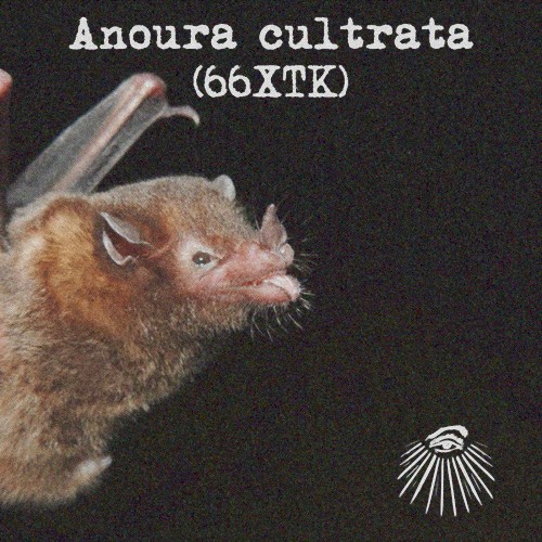 Anoura cultrata
