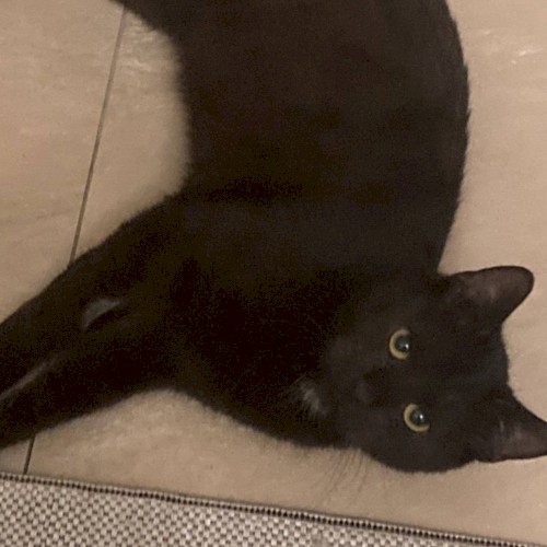cat songs