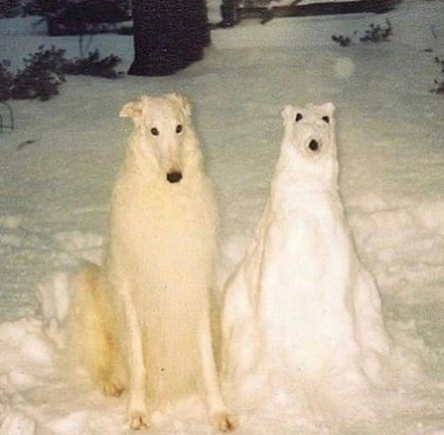 piss borzoi and the sentient snow dog