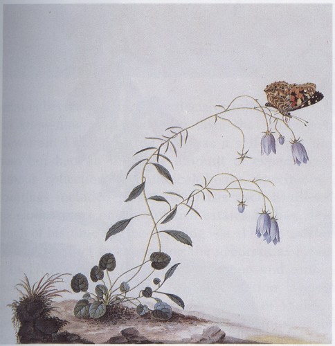 I: The Suicide Tree / II: A Rose From the Dead