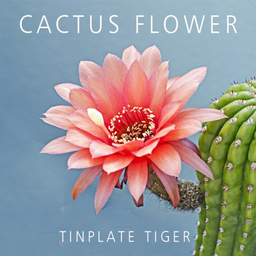 Cactus Flower